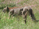 photo: mountain lion